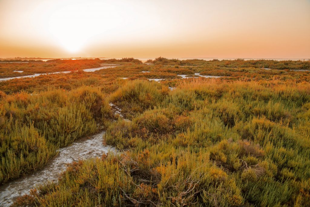 camargue